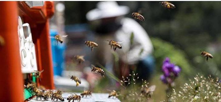Arıları ne kadar tanıyorsunuz? Arılar hakkında ilginç bilgiler 3